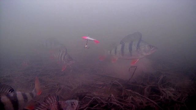 Топ 3 Лучших Атак Окуня на Балансир!!! Подводная съемка. смотреть онлайн