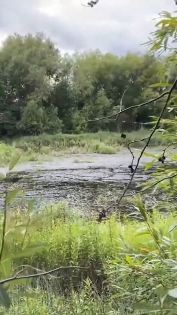 Вышли на болото поход природа туризм архангельск л?