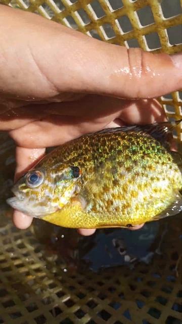 2 августа 2024 г. смотреть онлайн