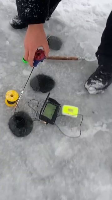Окунь в камере! #рыбалка #fishing #video #зимняярыбалка #shorts #р