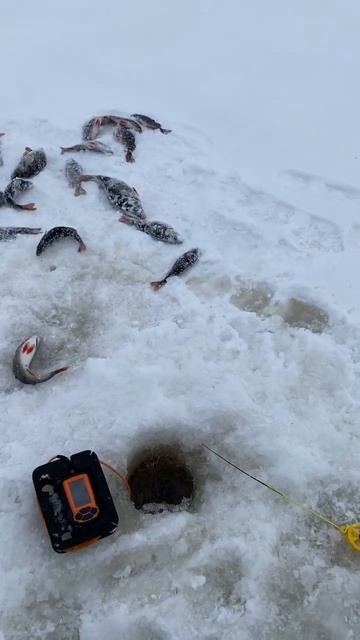 Окунь на Рыбинском водохранилище в глухозимье.