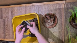 Саженцы клубники с Озон