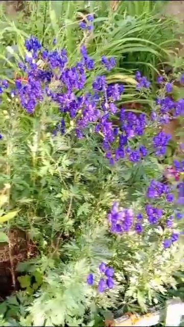 борец морец смотреть онлайн