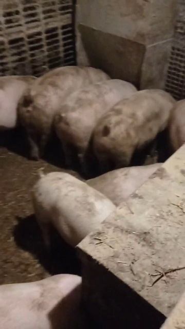 #поросята #свинарник #свині #сарай #свиноматки #свинома смотреть онлайн