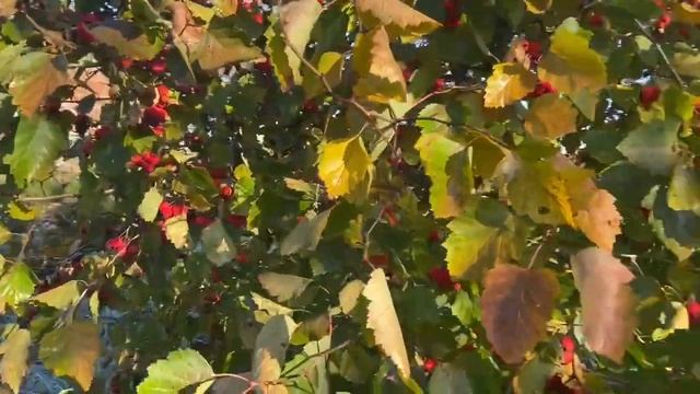 Не нужно стричь Боярышник! Герман Стерлигов. (2021) смотреть онлайн