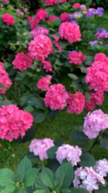 Как можно их не любить#гортензия #гортензія #flowers #hortensia смотреть онлайн