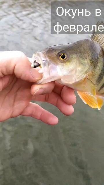 Окунь в феврале на ультра лайт смотреть онлайн