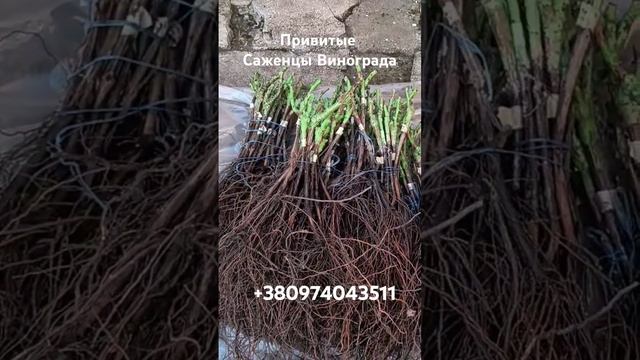 6-Е Марта . Продаём привитые саженцы винограда #сад #са? смотреть онлайн