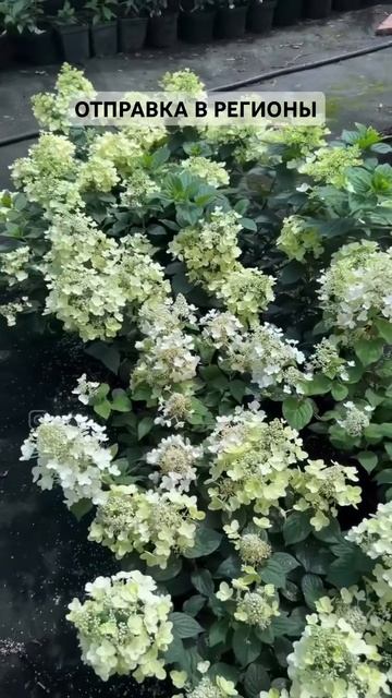 BEE HAPPY метельчатая гортензия, ароматная новинка. смотреть онлайн