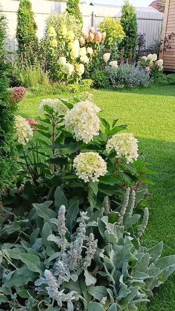 Гортензия Милк энд Хоней #god #цветы #natureflowers #nature #garden #? смотреть онлайн