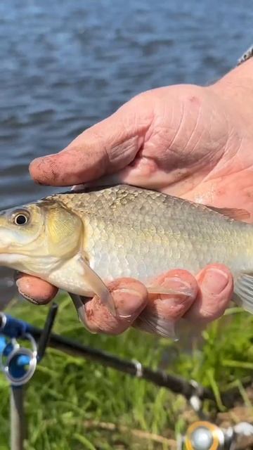 27 мая 2023 карась. Рыбалка Биробиджан ЕАО. #рыбалка #кара? смотреть онлайн