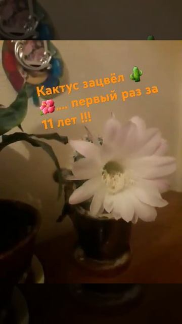 Пермь. Кактус зацвёл у нас 🌵❤️ радость то какая😄!!!#у смотреть онлайн