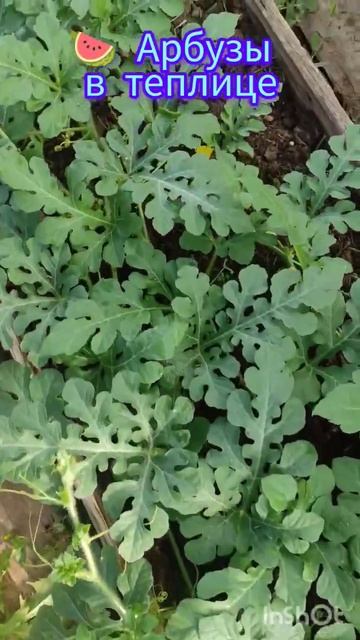 🍉 Арбузы в теплице . 👍#лето #растет #арбуз смотреть онлайн
