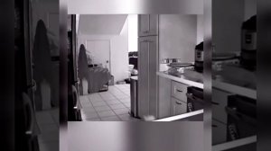 Котики и фольга 😁