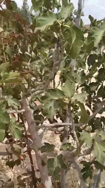 Смоковница,гранат,мои стихи