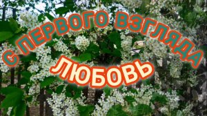 ЛЮБОВЬ С ПЕРВОГО ВЗГЛЯДА!!!