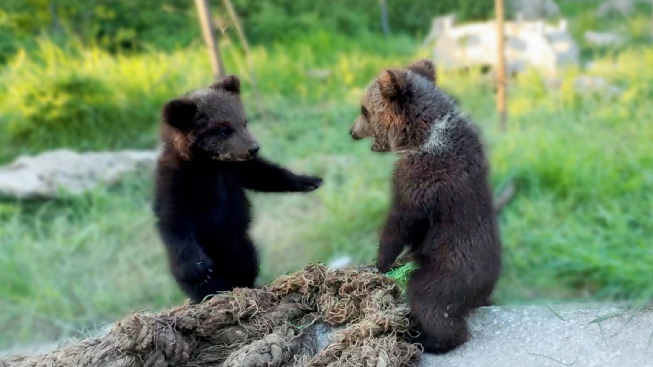 Кто первый залезет под КРЫШУ! Альпинисты, гимнасты, борцы - все это про медвежат Топу и Кнопу! смотреть онлайн
