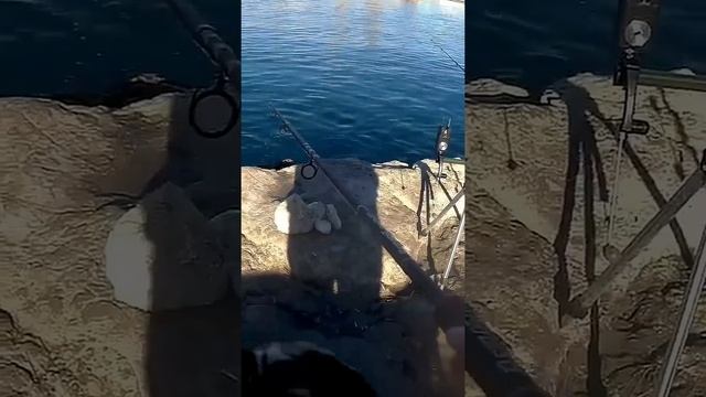 Кефаль - красавица. Кефаль на фидер с берега. #fishing #рыба