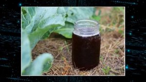 СЕКРЕТ Корейского Органического Земледелия