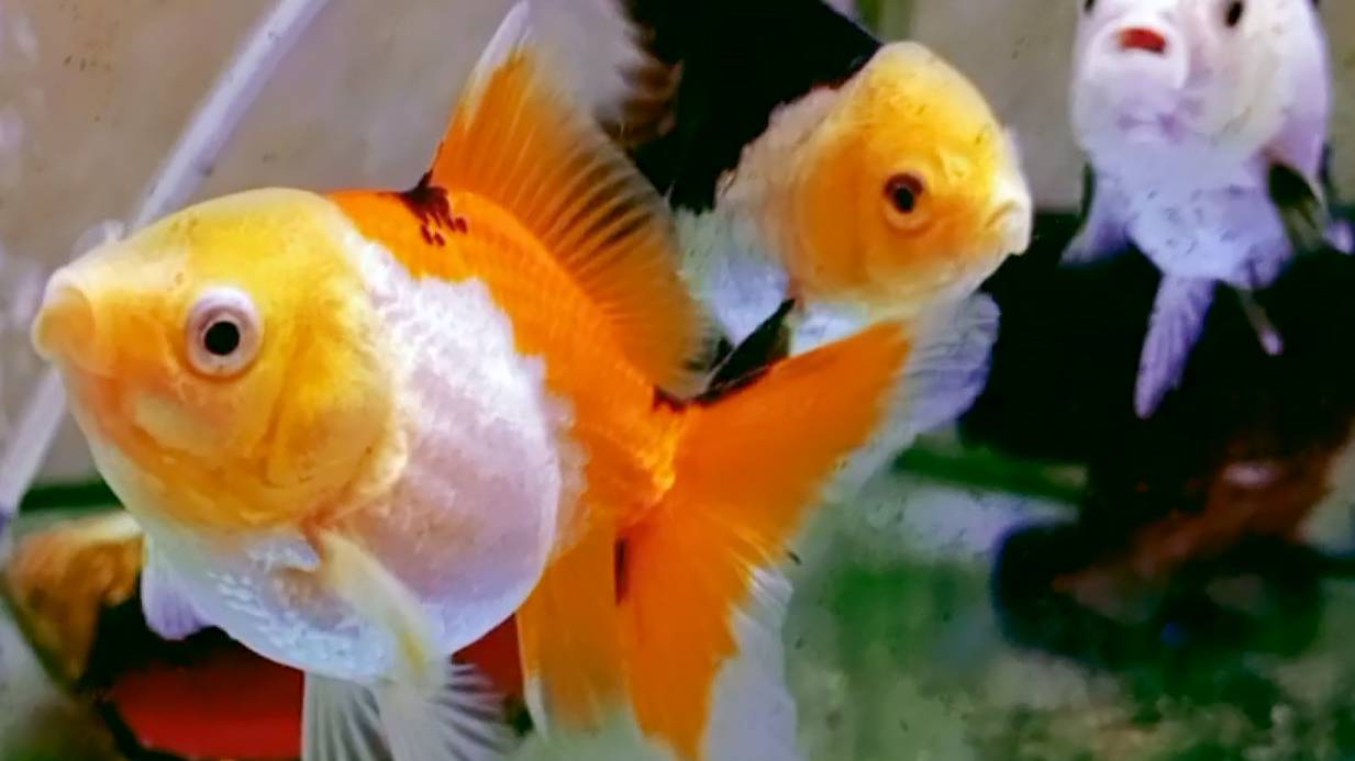 Орандочки трехцветки