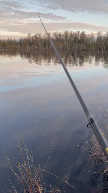 Рано!🙃 #ямал #рыбалка #активныйотдых #янао #лес #fishing #fis смотреть онлайн