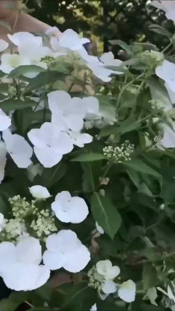 #hydrangea #гибридная #runawaybride #сбежавшаяневеста#hortensia #горт?