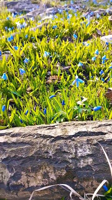 Первые подснежники #проліски #подснежники смотреть онлайн