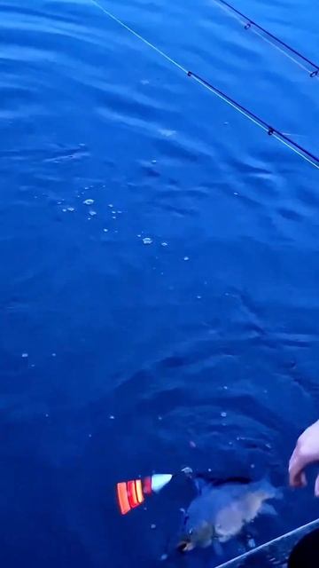 Вот так каждый Заброс 1 карт #карп #рыбалка #карась #рыб? смотреть онлайн