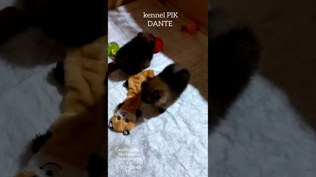 Померанский Шпиц. Мальчишки . ( ПРОДАЖА. Резервирование ) 8-912-66-45-111 смотреть онлайн