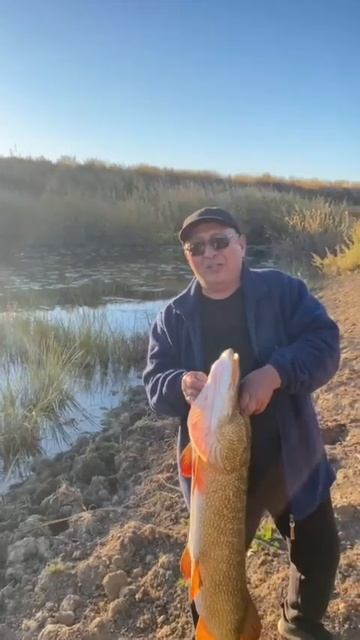 Трофейная щука на 15 кг#рыбаки #рыба #рыбалка #рыбалка #? смотреть онлайн