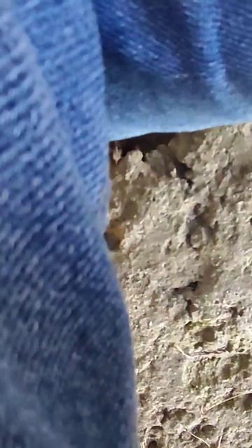 Шок😱. Гигантская плотва гнёт спининг на микрухе.😱😱? смотреть онлайн