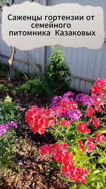 Гортензия смотреть онлайн