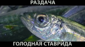 РАЗДАЧА РЫБЫ БЛИЖЕ К НОЧИ. РЫБАЛКА НА ГОЛОДНУЮ СТАВРИДУ