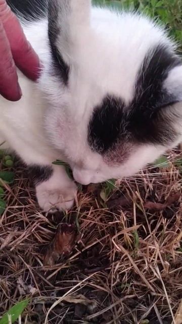 Жуков ест смотреть онлайн