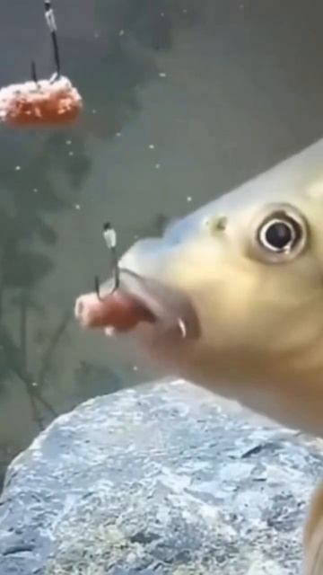 Как клюëт хороший карасик! #рыбалка #fishing #viral #video #рыбак смотреть онлайн