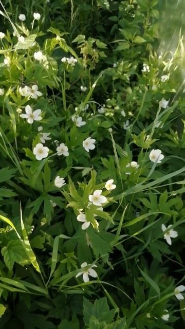 Лесная анемона! #дача #сад #огород #лето #garden #цветы #при? смотреть онлайн