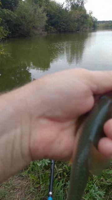 РЫБАЛКА НА ПОПЛАВОЧНУЮ УДОЧКУ 🐟🎣