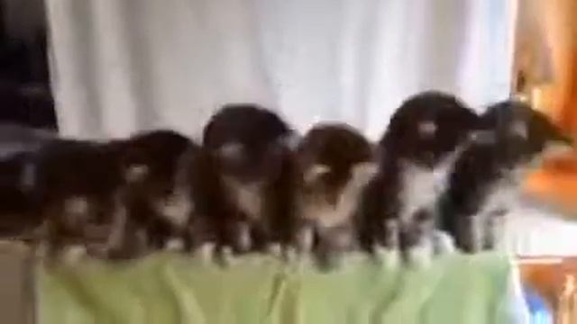 Коты танцуют под музыку! Котосмех смотреть онлайн