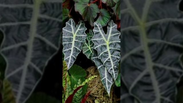 всё про Алоказия ч1 смотреть онлайн