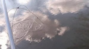 Рыбалка на паук