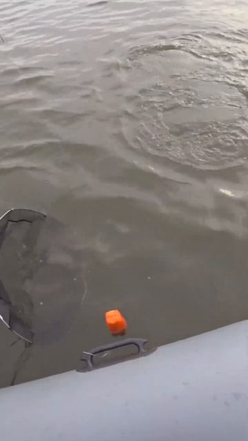 Хороший судак на лайтовый спиннинг смотреть онлайн