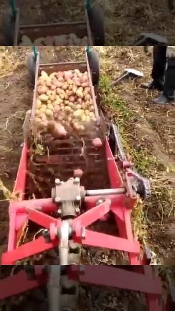 Картофелекопалка в работе