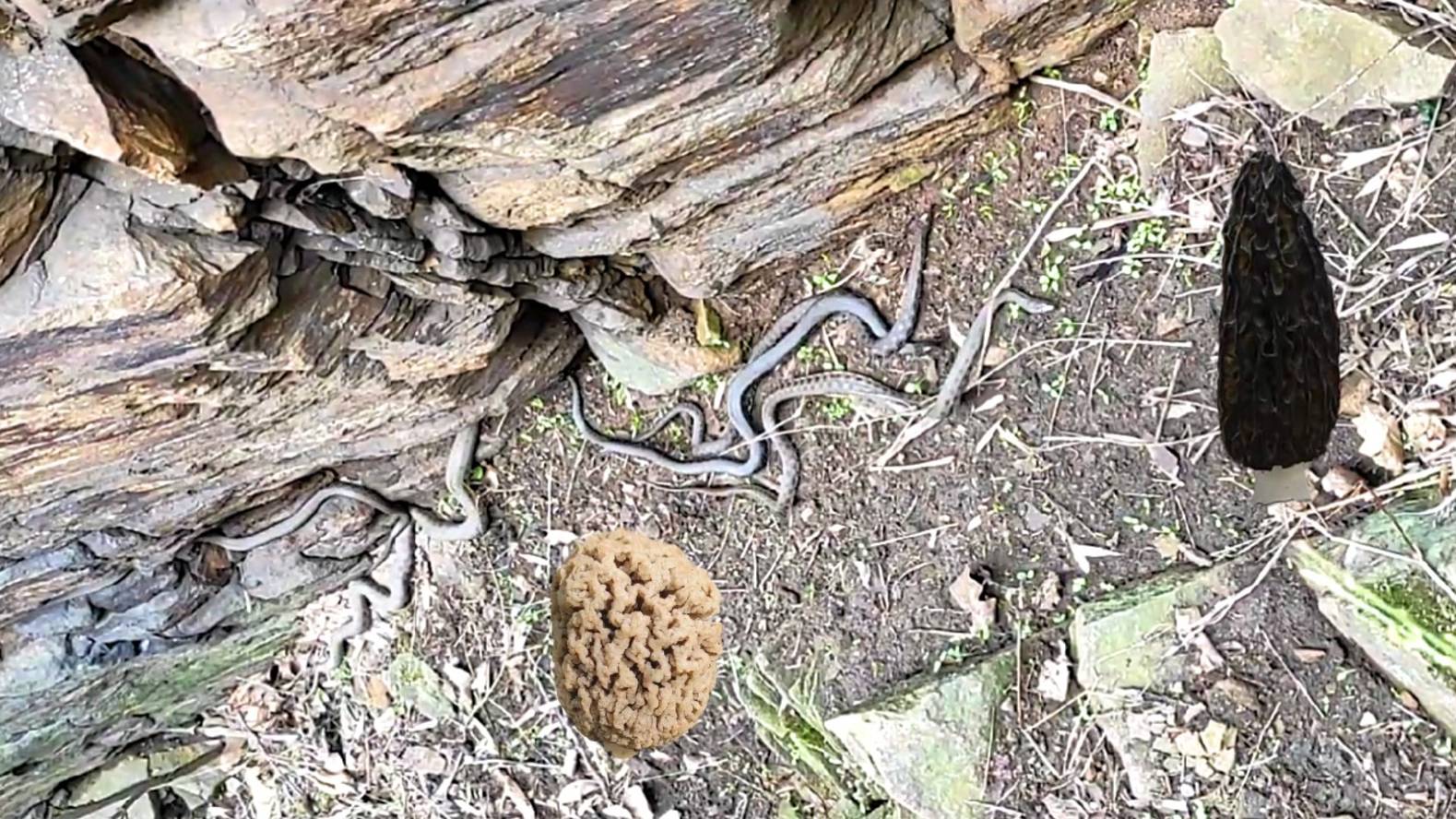 ИСКАЛ ГРИБЫ, А НАШЁЛ КЛУБОК ЗМЕЙ! ПОХОД ЗА ГРИБАМИ. СМОРЧКИ ВЕСНОЙ. СБОР ГРИБОВ. смотреть онлайн