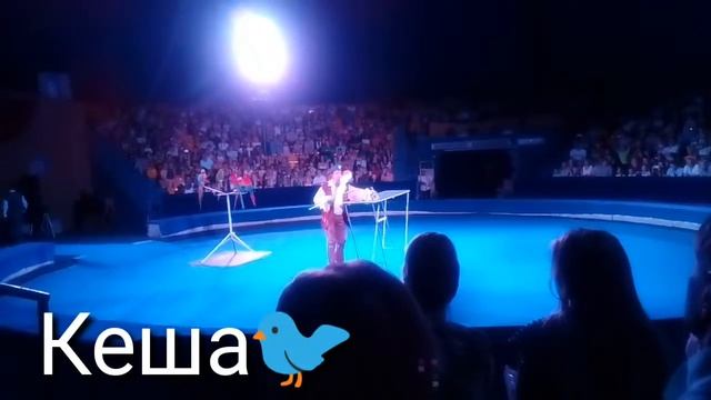 НЕ ДО ВЛОГЕДЕМ В ЦИРКХАЛЯВНОЕ МОРОЖКОUnicorn Pøłïŋã