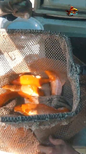 Что будет если запустить карпа кои в гранитный карьер смотреть онлайн