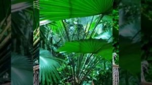 Экспозиция Тропический лес, Приморский Океанариум