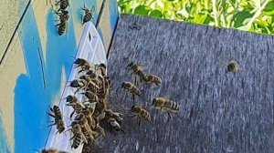 Появились трутни. Начался роевой период в жизни пчёл.