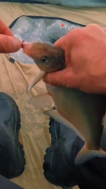 Рыбалка🐠 Леща🪝 на крючок в Санкт-Петербурге#рыбалка смотреть онлайн