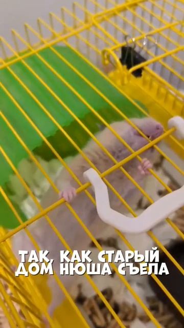 Так и есть) #сирийскийхомяк #мем #милота #нюша #юмор #жив смотреть онлайн