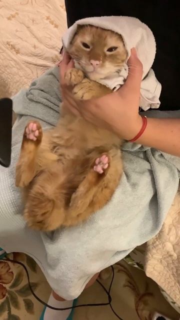 Сушка феном котика после купания смотреть онлайн